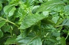 Radix Dichroae Extract