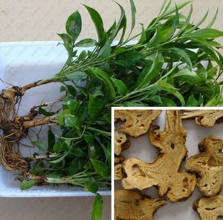 Swordlike Atractylodes Rhizome Extract