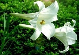 Lily Bulb Extract