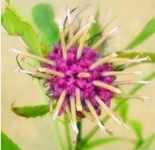 Largehead Atractylodes Rhizome Extract