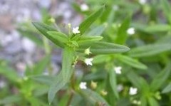 Spreading Hedyotis Extract