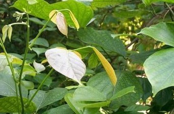 Caulis Spatholobi Extract